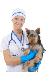Veterinary Practice Loans Financing for Veterinarians In Corona CA